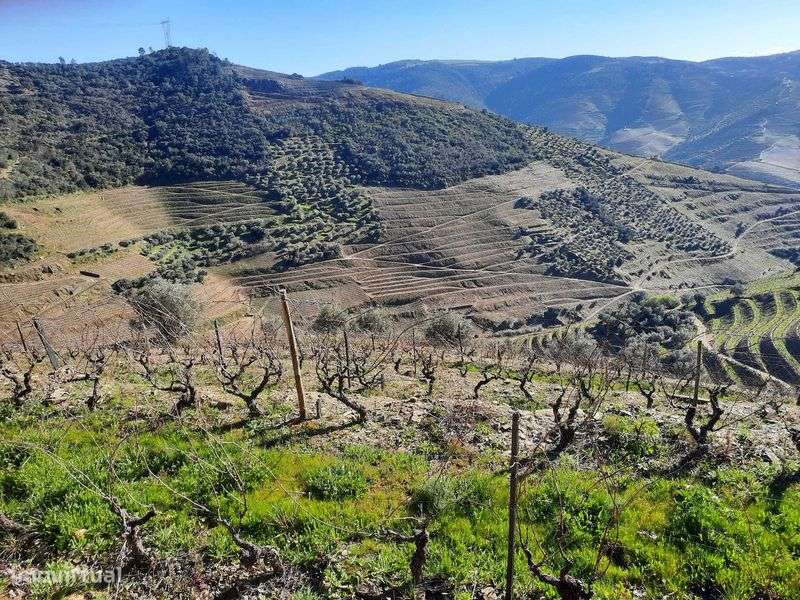 Terreno Rústico no Douro - Grande imagem: 2/5
