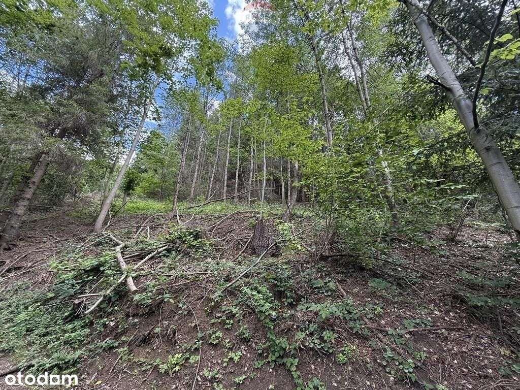 Nieruchomość gruntowa z własnym lasem - Pełny obrazek: 5/5