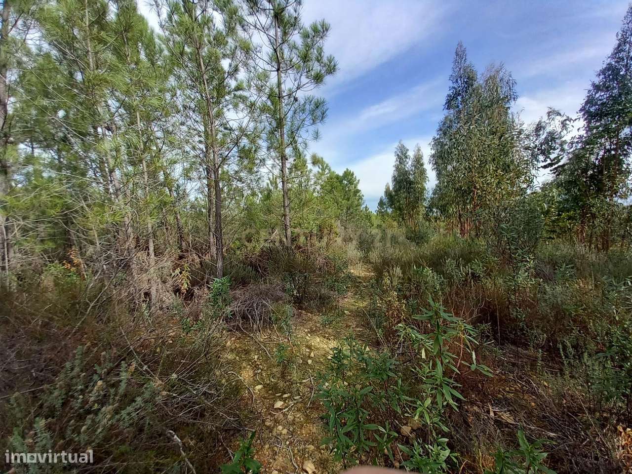 Terreno com 1,3 ha Vale da Pereira-Santo André das Tojeiras - Grande imagem: 3/9