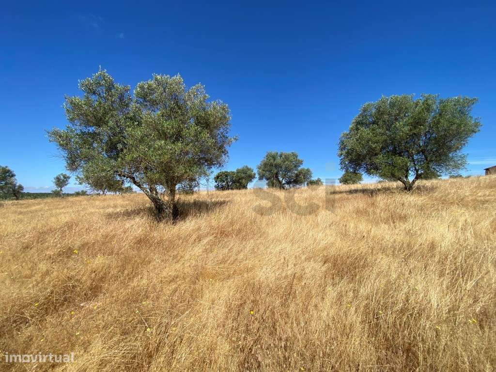 Pequena Quinta com Ruína para Recuperar em Vila Nova de São Bento-11