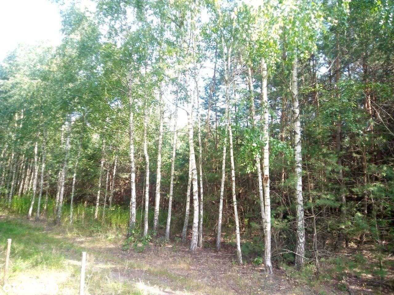 Piękna działka w sąsiedztwie Jura Park Bałtów - Pełny obrazek: 4/7