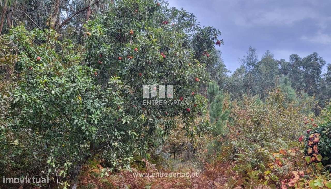 Venda de excelente terreno para construção, Subportela, Viana do Cas - Grande imagem: 5/30