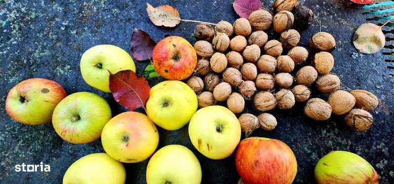 Teren + casuta de vacanta in Sotrile - Imagine principală: 4/6