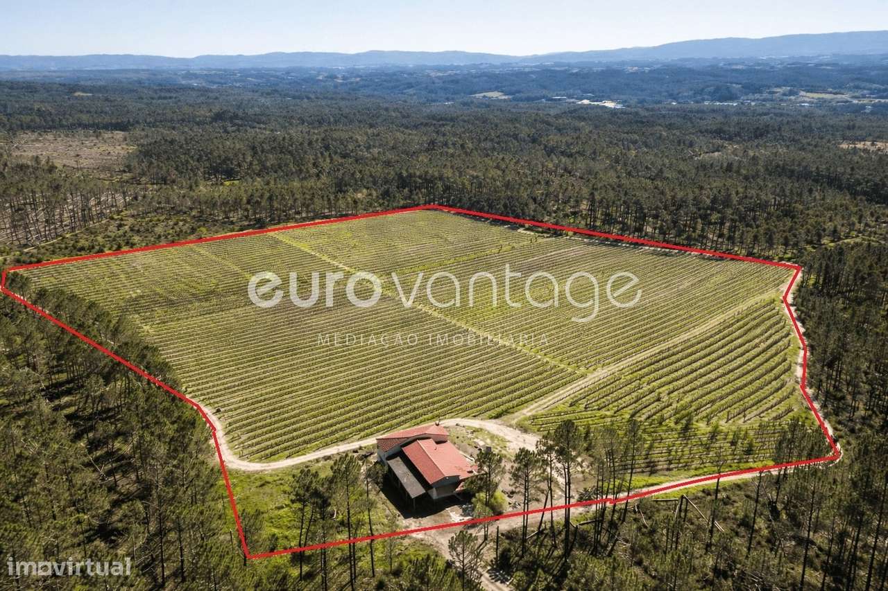 Quinta com Pomar e Moradia em Alpedriz – Alcobaça - Grande imagem: 2/8