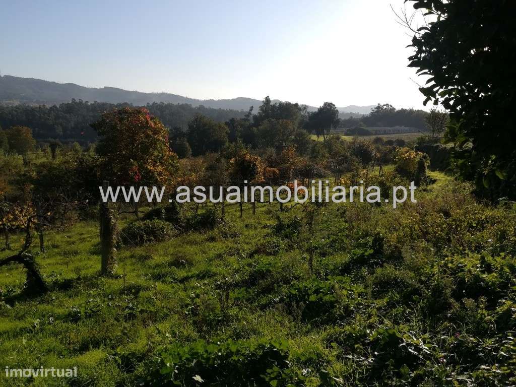 Terreno Agrícola - Ferreiros - Grande imagem: 5/7
