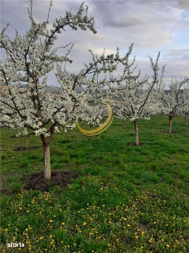 De vanzare Casuta bunicii-1