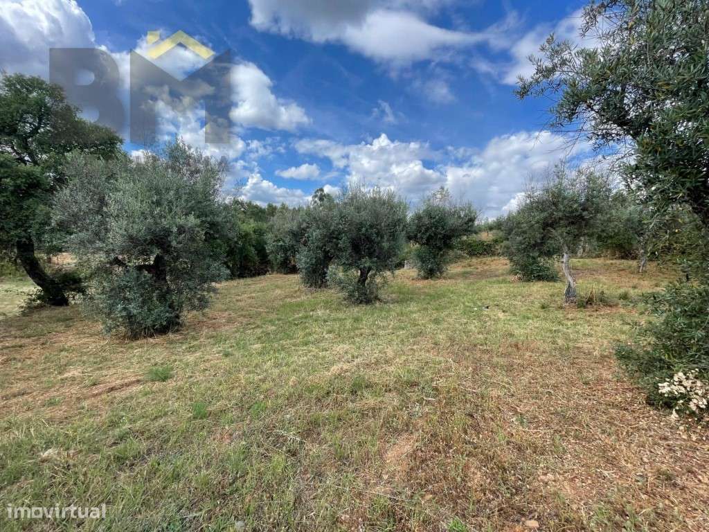 Quinta em Juncal do Campo - 4920m² de pura tranquilidade - Grande imagem: 2/21