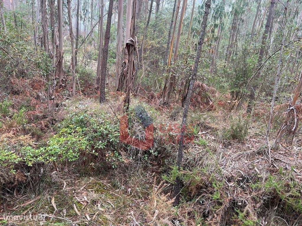 Terreno florestal com 3.000m2 perto do IEJ do Juncal. - Grande imagem: 4/6