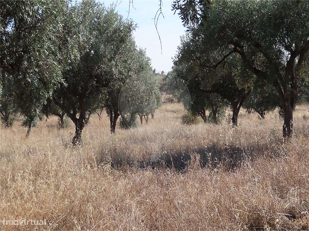 Quinta  para venda-42