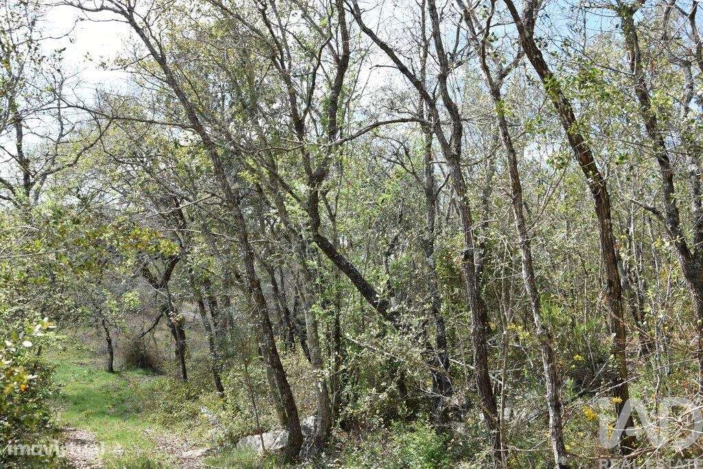 Terreno em Chãos - Grande imagem: 3/32