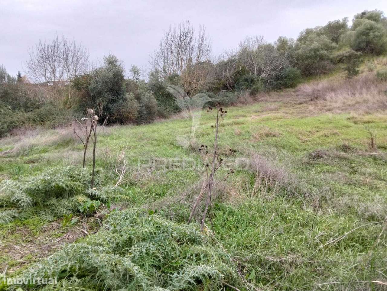 Propriedade Rústica com 9.750 m² em Juromenha – Alandroal - Grande imagem: 5/14