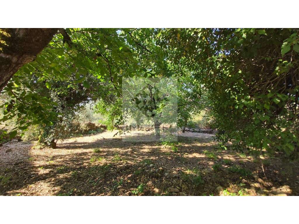 Magnífico lote com ruínas para reconstrução a gosto - Grande imagem: 4/21