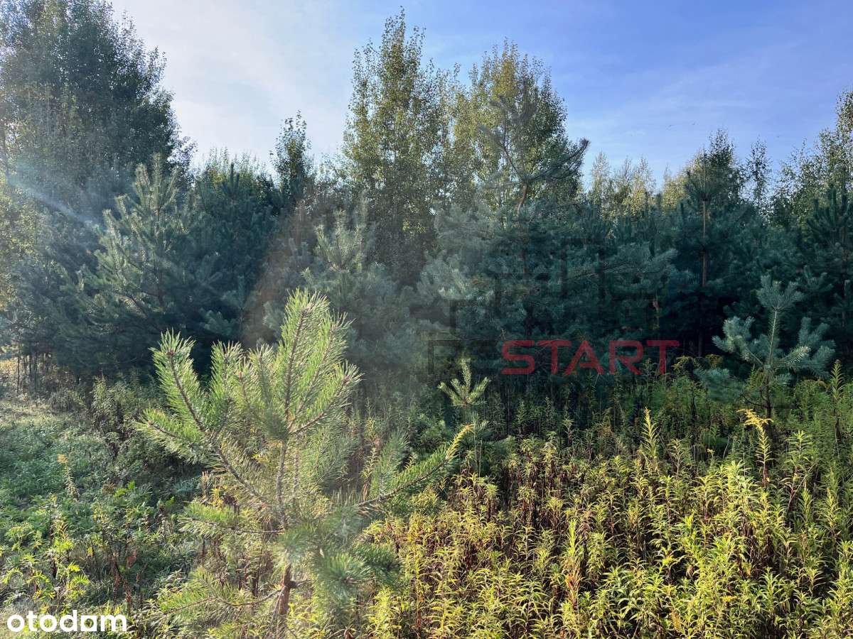 Działka rolna 2,84ha w Nosach, koło Ojrzanowa. - Pełny obrazek: 5/9