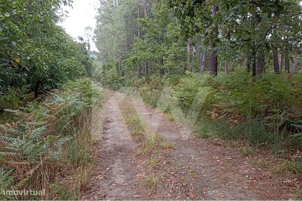 Pinhal na Lomba, Prendedores, Carvalhais - Grande imagem: 5/10