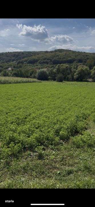 Teren intravilan 2.000 mp front 36ml Popesti Vale - Imagine principală: 2/2