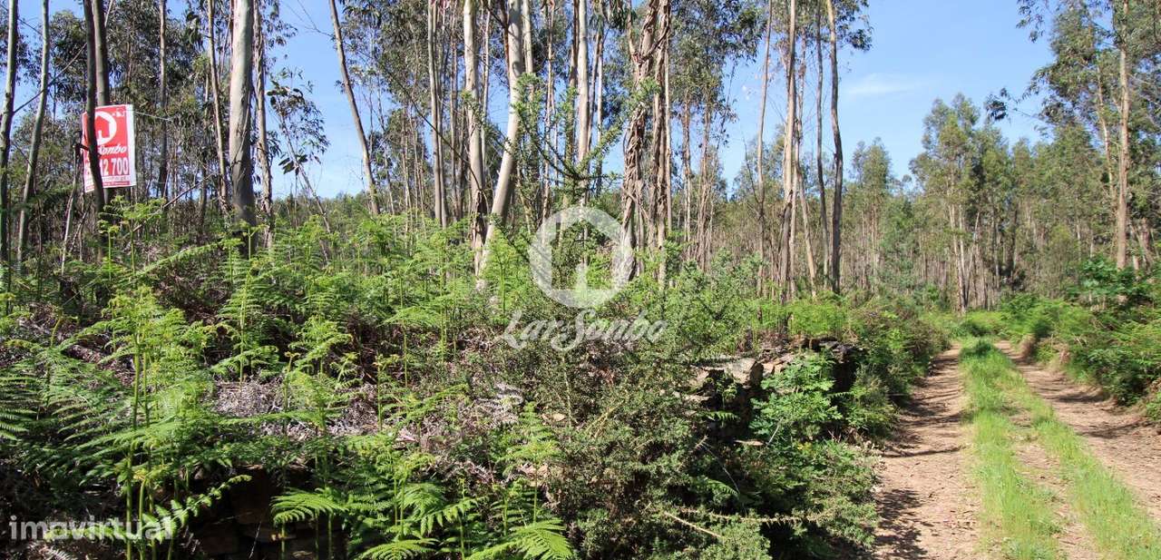 Bouça com 6.800m2 em Fradelos - Grande imagem: 2/5