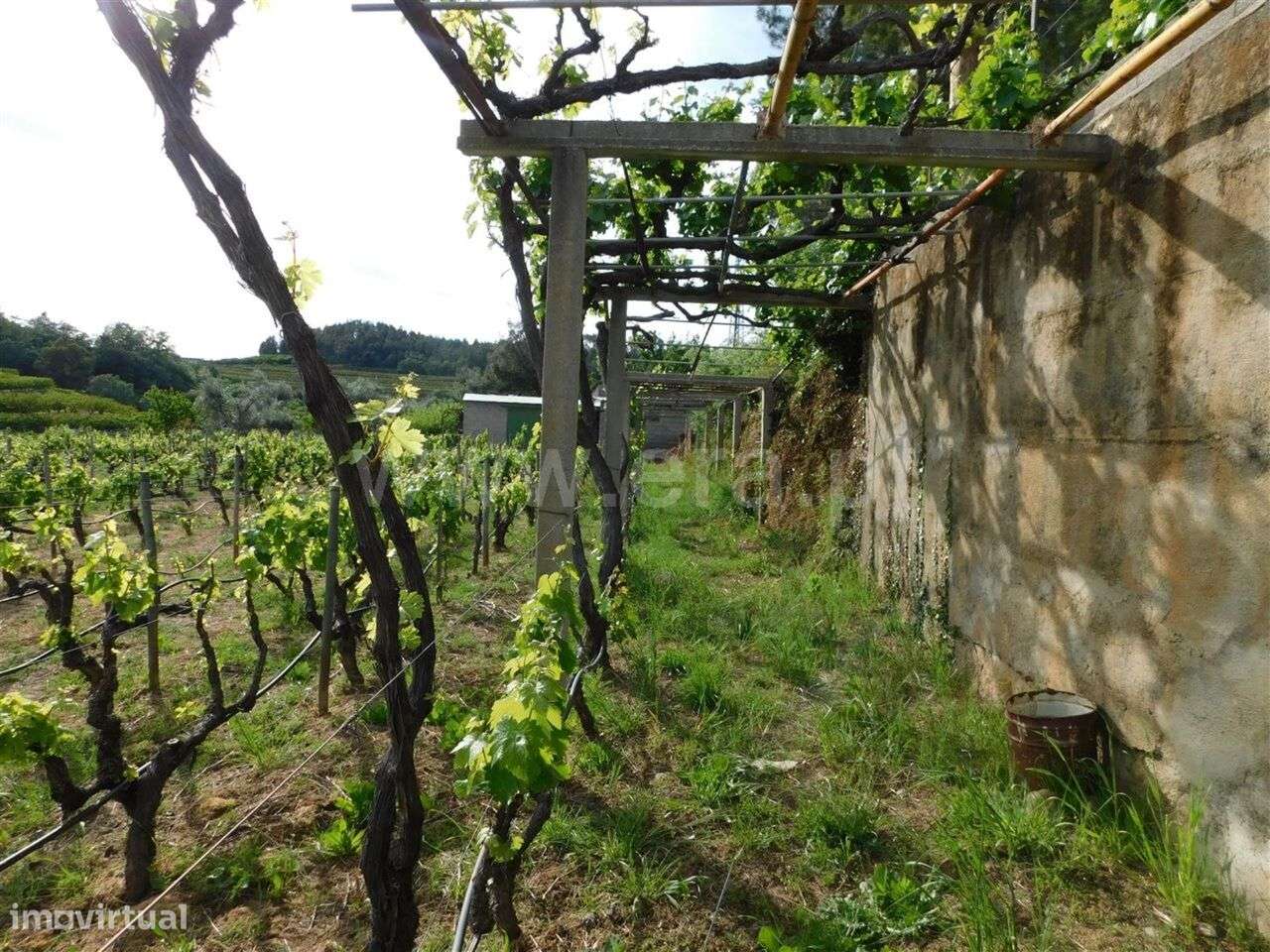 Terreno / Fundão, Alcaide - Grande imagem: 4/12