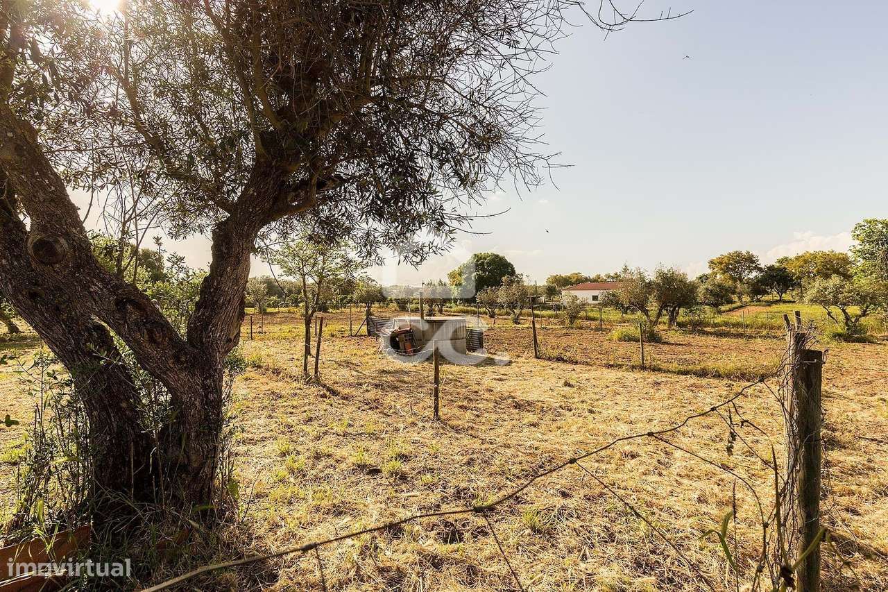 Quinta de 9250m2 c/ Moradia T4 térrea, anexo e armazém | Azaruja-40