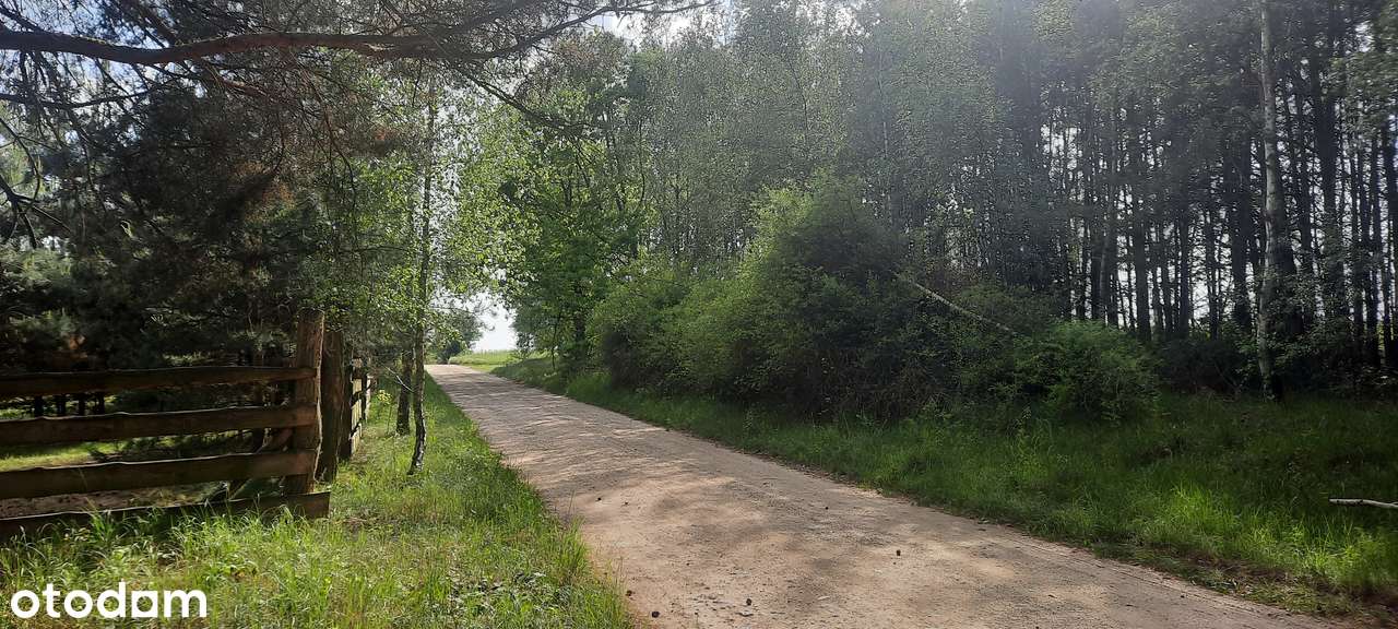 Działka SIEDLISKOWA 1MR  40km Poznań lasy jezioro blisko stadnina koni-16