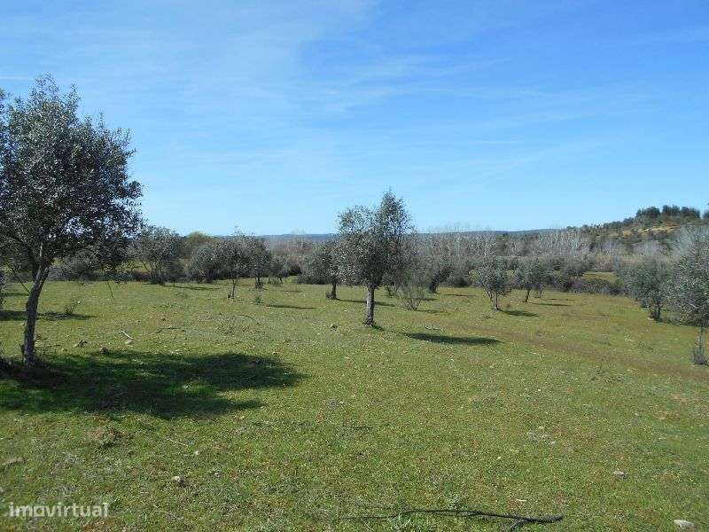 Quinta - Grande imagem: 4/15