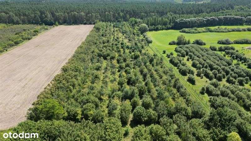 Stary sad nieopodal Lubrzy - Pełny obrazek: 4/12