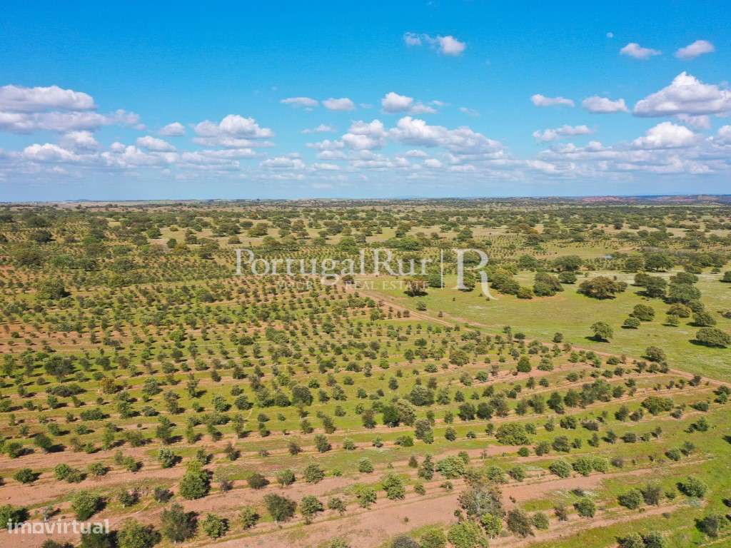 Herdades de Caça com 1300 Hectares, junto do rio Guadiana-34