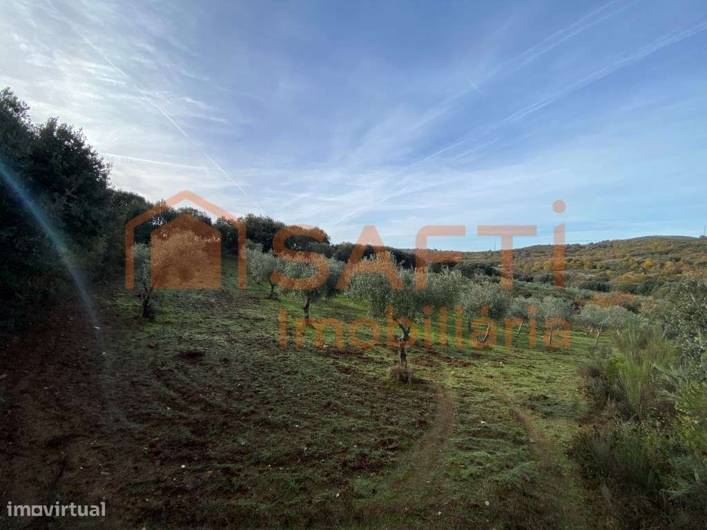 Olival de Excelência com 2,2 Hectares em Macedo de Cavaleiros - Pro...-24