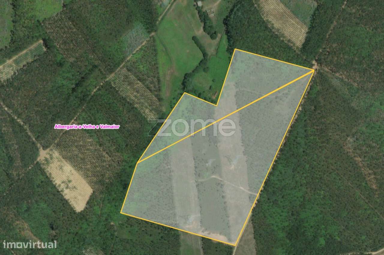 Terreno Florestal - Grande imagem: 2/17