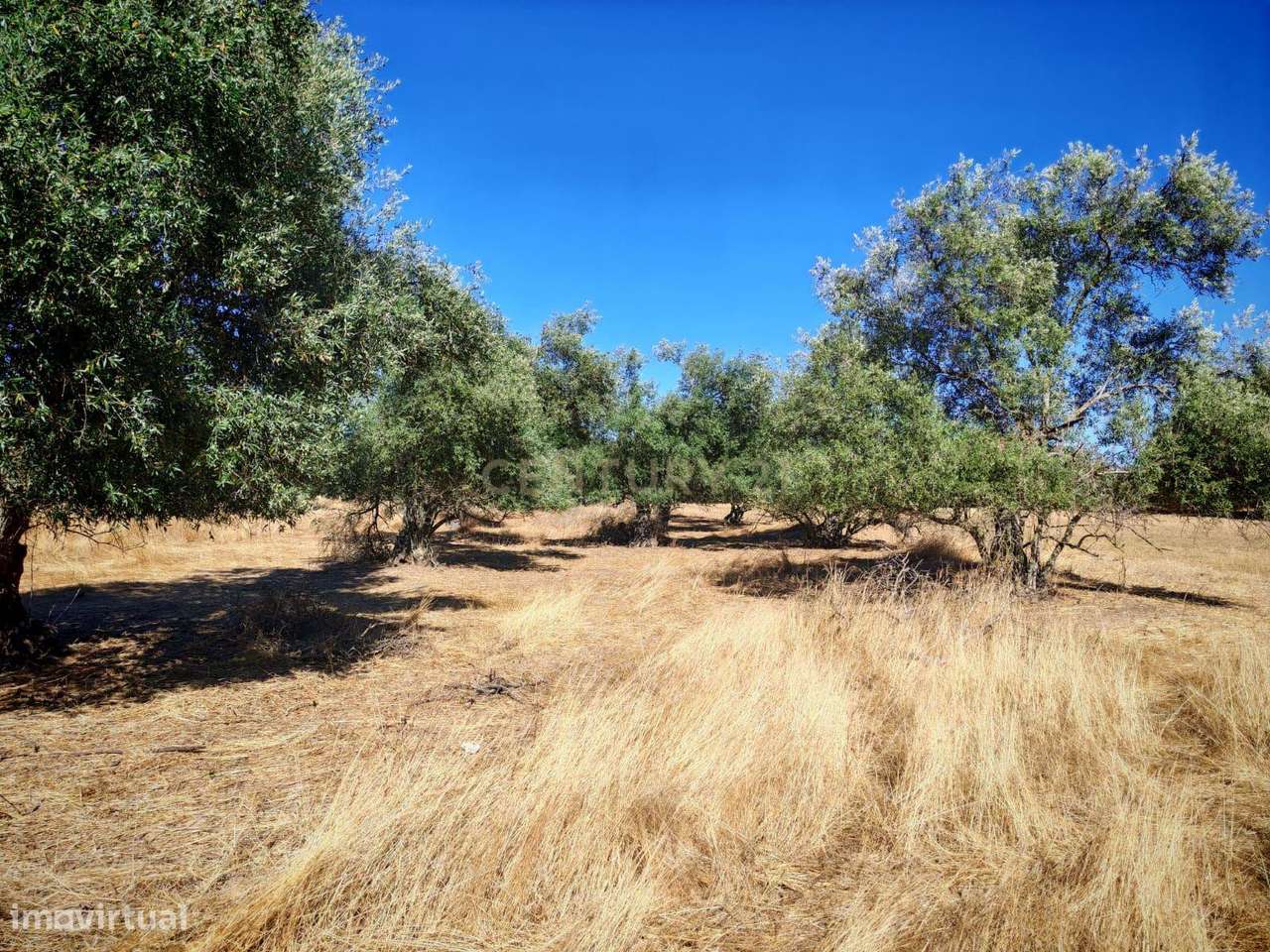 Terreno Rústico com 5.000 m2 - Quinta do Anjo, Palmela - Grande imagem: 3/12