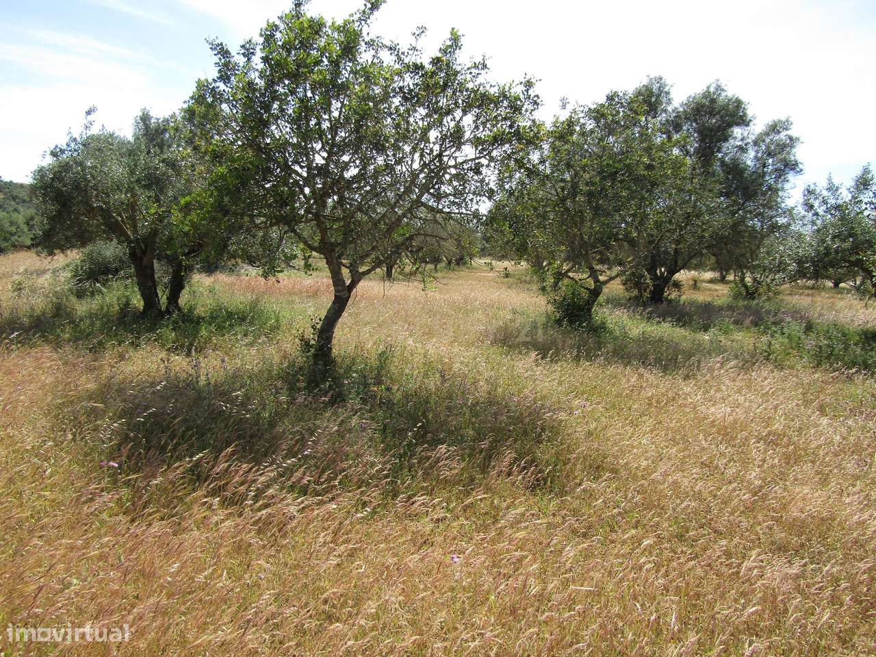 Terreno Rústico - Grande imagem: 2/6