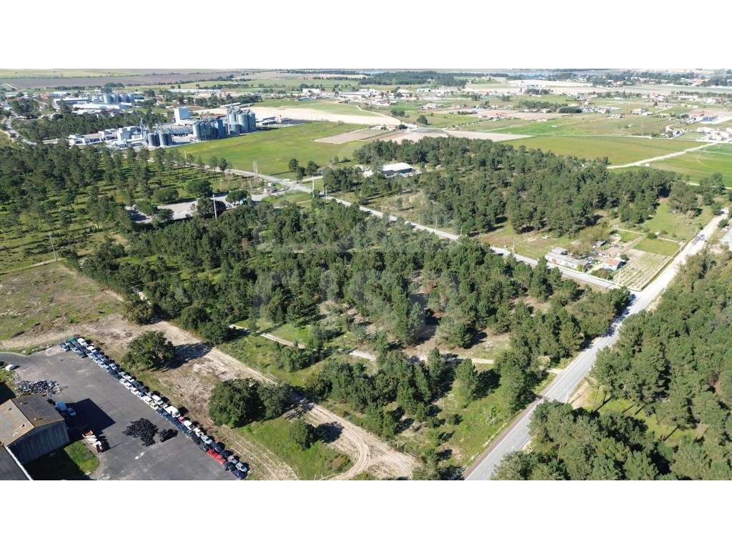 Oportunidade - 5 ha | Zona Industrial Salvaterra de Magos-0