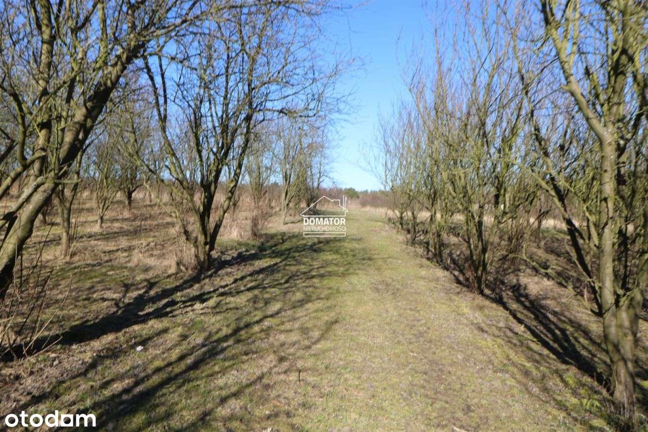 Działka 3012 m2 Tryszczyn - Pełny obrazek: 5/9