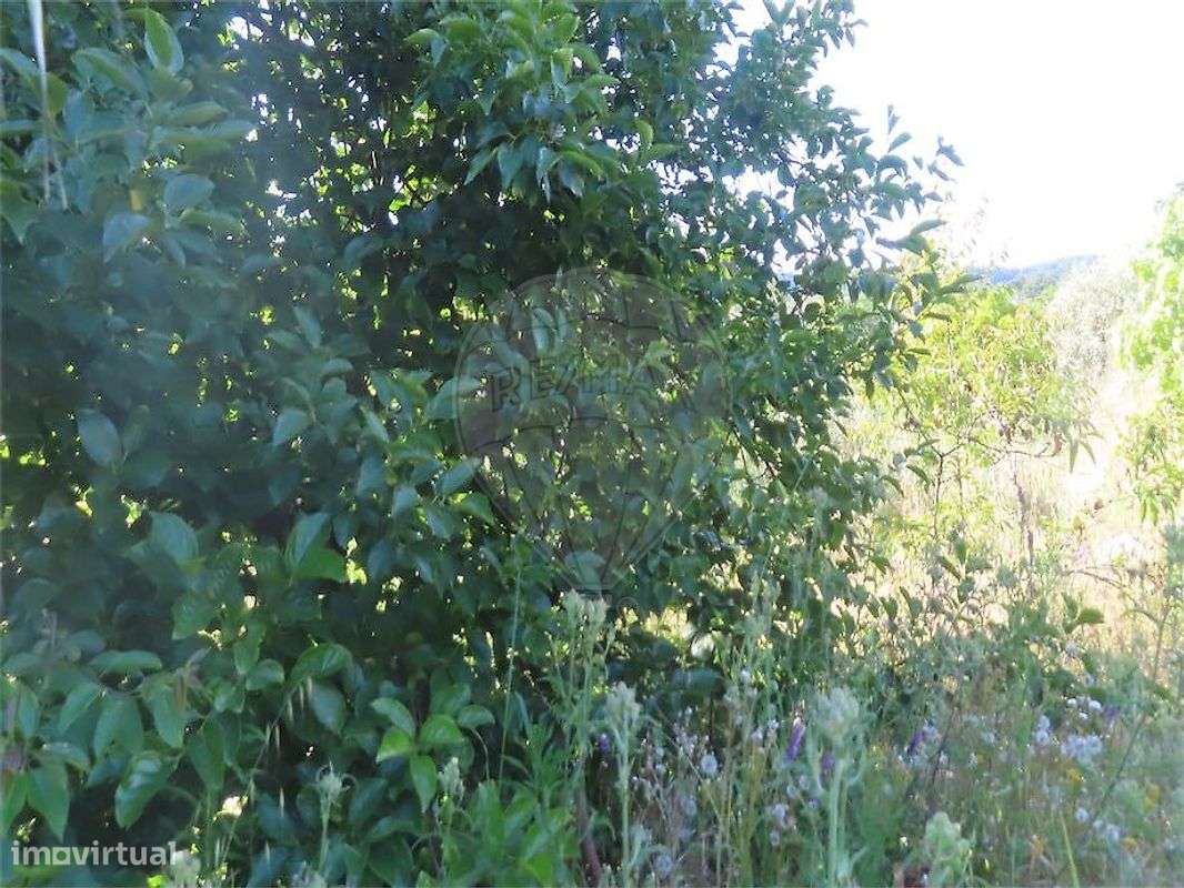 Quinta  para venda-25