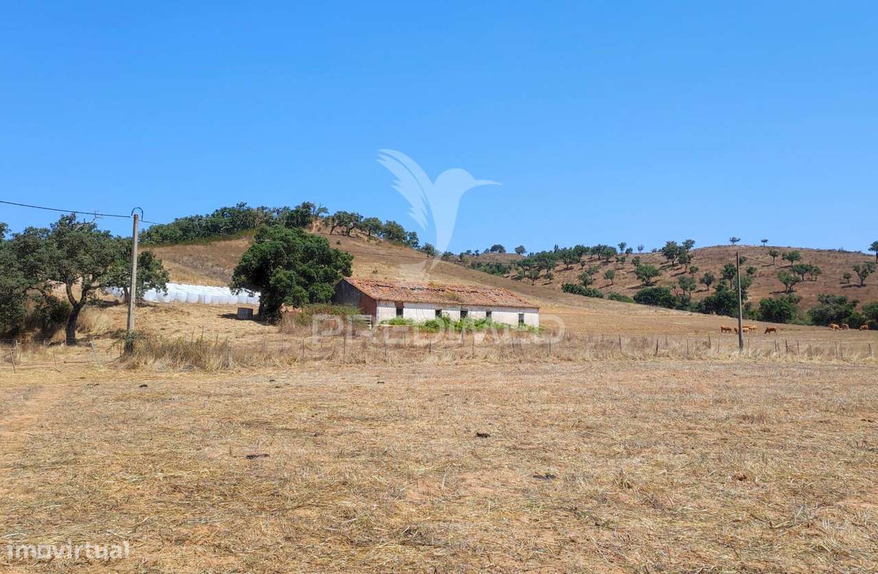 Herdade com 36,9000 ha a 3 Km do Pego das Pias - Grande imagem: 3/40
