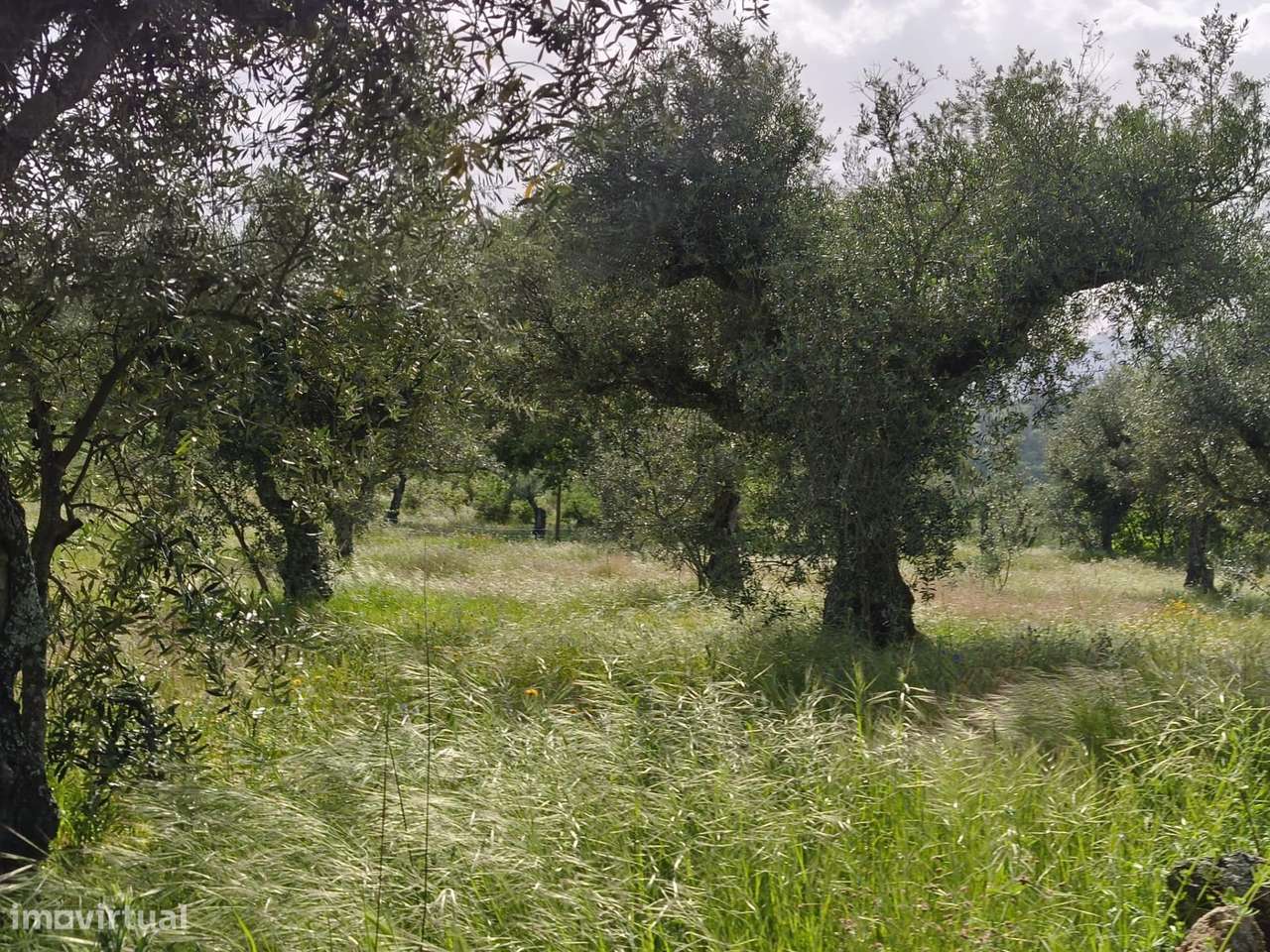 Terreno rustico em castanheira de baixo Peraboa-4