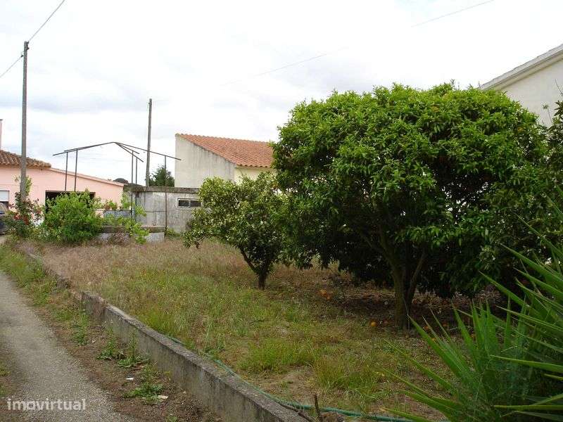Santarém / Foros de Salvaterra - Quintinha c/casa térrea - Grande imagem: 4/12