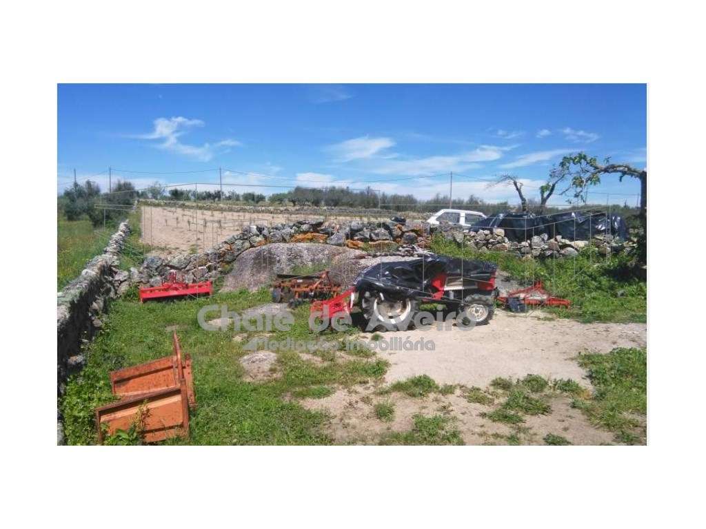 Herdade em Portalegre Com 200 Oliveiras (Nisa)-9
