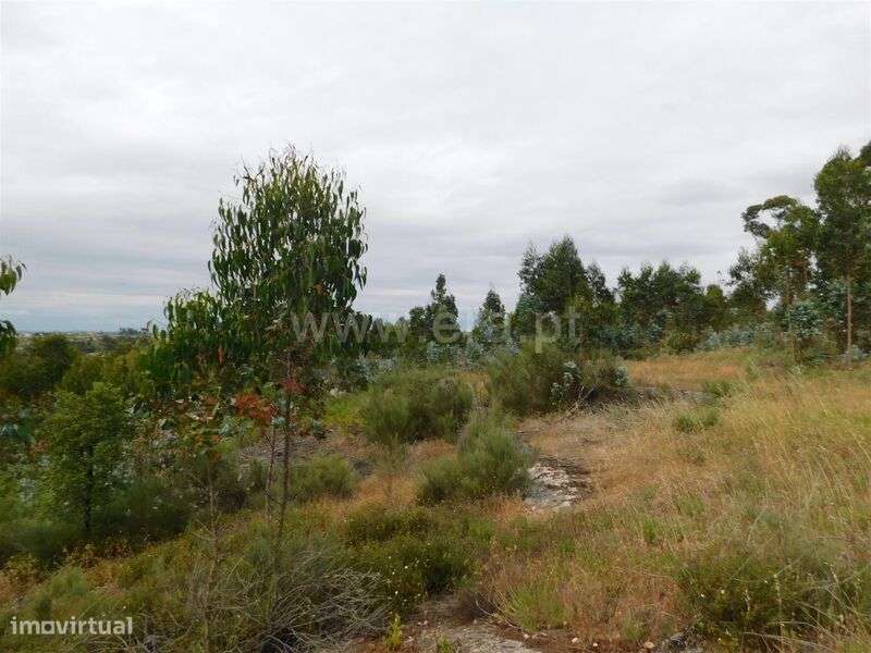 Terreno / Seia, Sameice - Grande imagem: 5/20