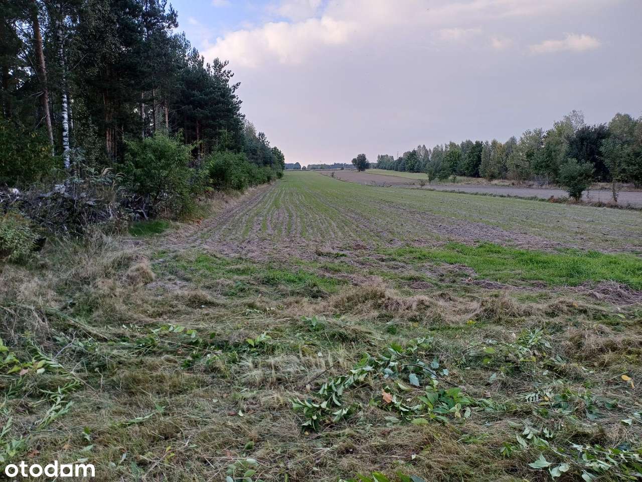 Wola Paprotnia, budowlana 3675m2 + rolna 1ha - Pełny obrazek: 5/7