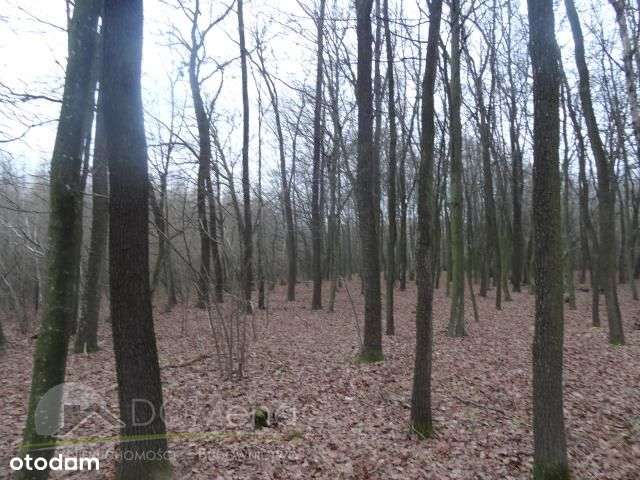 Działka, 8 600 m², Zawalów-9