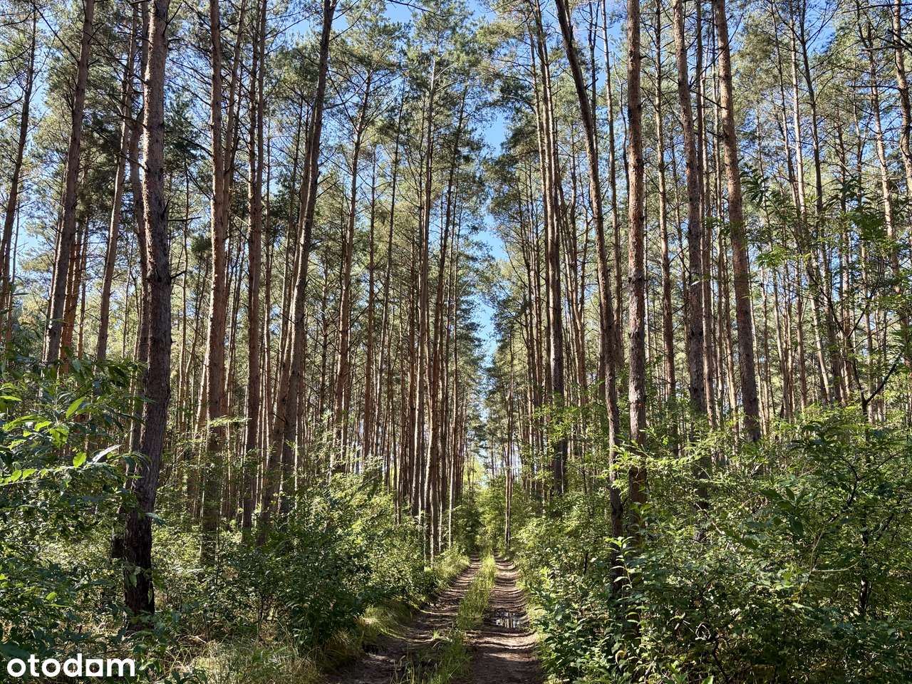 Działka leśna 2,35 ha, Kaszczor, pow. wolsztyński-17