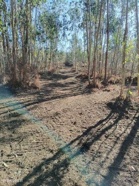Terreno com uma área de 8180 m2.

Área de  produção Agrícola. - Grande imagem: 4/7