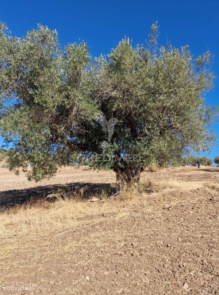 Propriedade -Terreno Rustico  em Vale Sobrigo - Grande imagem: 5/6