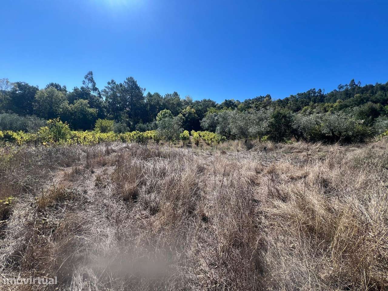 Oportunidade Única – Ruína com Terreno Amplo em Maçãs de Maria - Grande imagem: 5/7