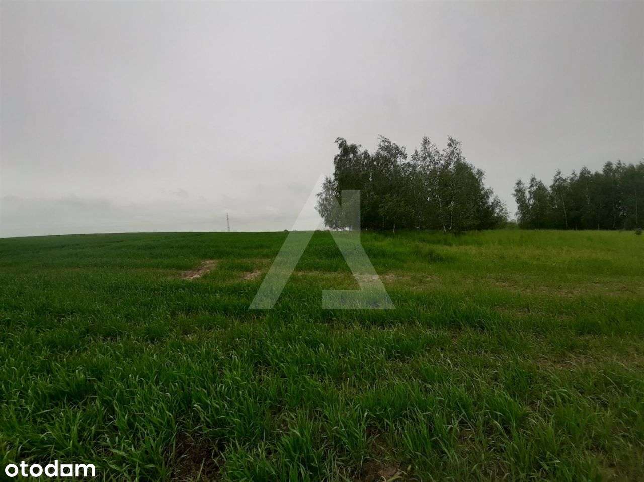 Działka budowlana 3000 mkw Kotnowo - Pełny obrazek: 5/7