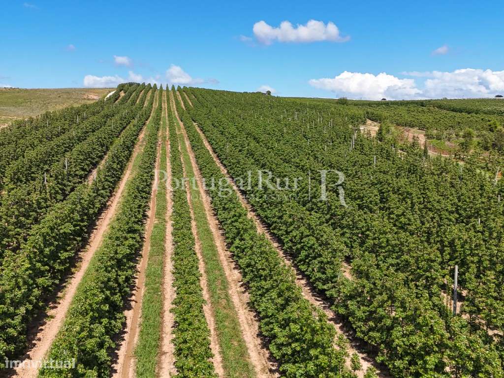 Exploração Agrícola com 37 ha e produção de Pera Rocha no Cadaval-32