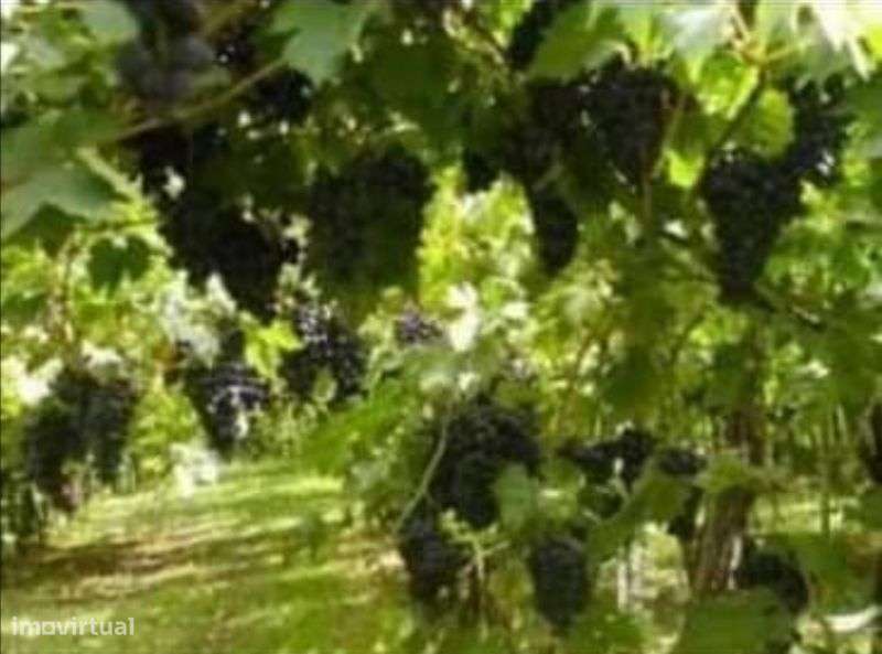 Quinta com nascente de água mineral 45Litros p/minuto - Grande imagem: 5/10