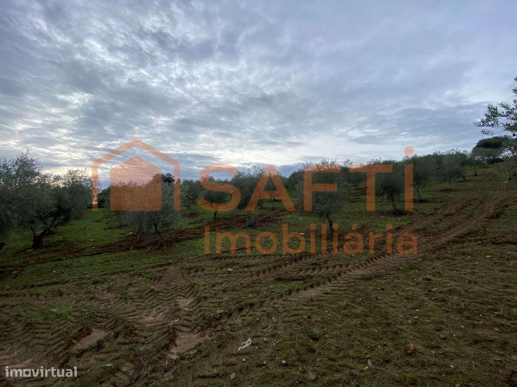 Olival de Excelência com 2,2 Hectares em Macedo de Cavaleiros - Pro...-11