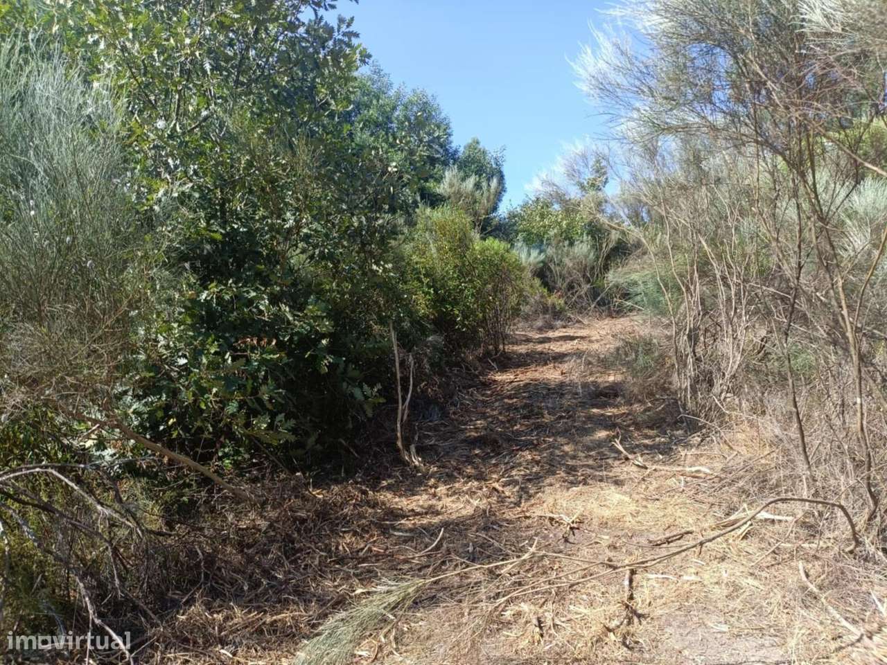 Terreno Rústico  Venda em Algodres,Fornos de Algodres - Grande imagem: 4/6