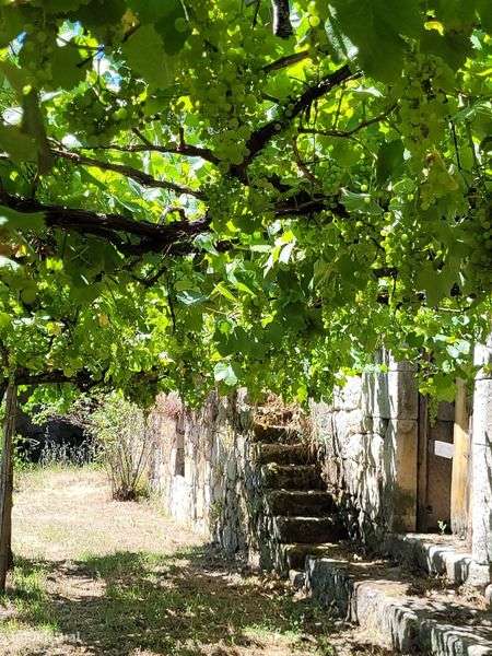 vende se quinta com 15 hectares - Grande imagem: 5/8